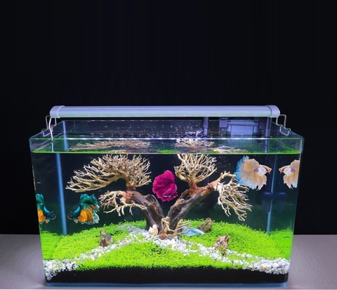 [FREESHIP HCM] Bể Cá Đúc Uốn Cong Hai Cạnh Mặt Trước SIZE 50cm
