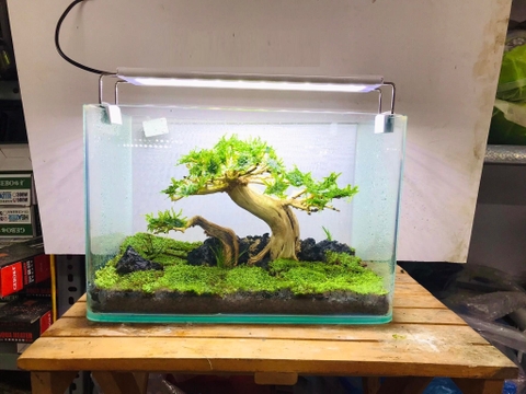 [FREESHIP HCM] Bể Cá Đúc Uốn Cong Hai Cạnh Mặt Trước SIZE 50cm