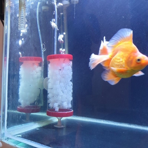 Hạt KALDNES Vật Liệu Lọc Cho Hồ Cá 500gam