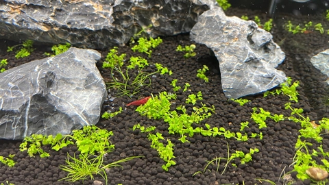 Đá Kẹp Kem | Size 5-10cm ; 10-20cm ; >20cm