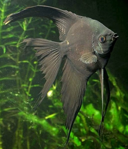 Cá Thần Tiên Đen Black