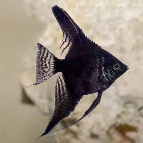 Cá Thần Tiên Đen Black