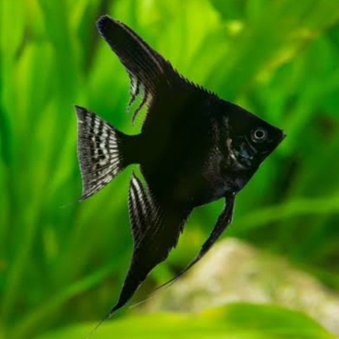 Cá Thần Tiên Đen Black