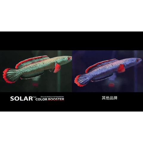 ĐÈN LED SOLAR COLOR BOOSTER – KÍCH MÀU CÁ CẢNH CHUYÊN NGHIỆP