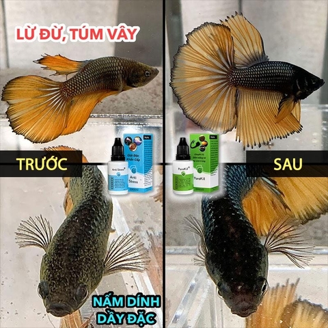 PARAKILL | ANTI STRESS | TOPTOP | BỘ 3 SẢN PHẨM DƯỠNG CÁ CẢNH (LỜ ĐỜ, NẤM, TÚM LẮC, KÝ SINH TRÙNG CHO CÁ CẢNH)