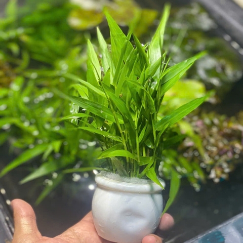Tre Thủy Sinh – Trang Trí Hồ Cá, Bể Thủy Sinh