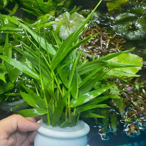 Tre Thủy Sinh – Trang Trí Hồ Cá, Bể Thủy Sinh