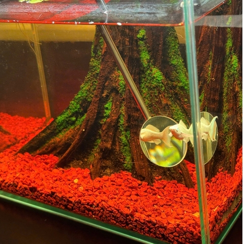 Kính Kè Cá Betta Cán Rút ~70cm – Gương Kè Betta Tập Sung, Bung Vây, Lên Form Cá