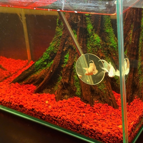Kính Kè Cá Betta Cán Rút ~70cm – Gương Kè Betta Tập Sung, Bung Vây, Lên Form Cá