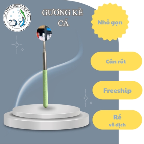 Kính Kè Cá Betta Cán Rút ~70cm – Gương Kè Betta Tập Sung, Bung Vây, Lên Form Cá