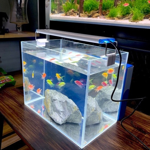 Đèn LED Thủy Sinh Kaokui KK-800 / KK-1000 WRGB 6 Dãy - Đèn Hồ Cá, Hồ Thủy Sinh 3 Chế Độ Màu 10.000K