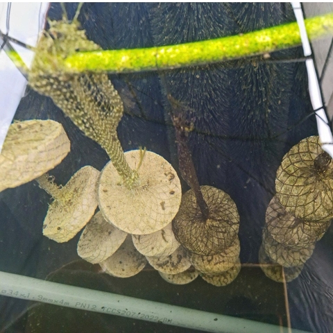 Vật Liệu Lọc Cao Cấp Gốm Nano Bio Lair – Giá Thể Vi Sinh Siêu Xốp Diện Tích Bề Mặt Lớn