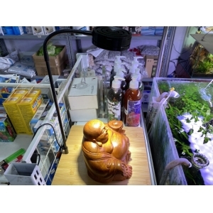 Đèn LED Đế Gỗ Để Bàn Trang Trí Hồ Cá, Bể Thủy Sinh, Tiểu Cảnh Size Vừa & Size Lớn