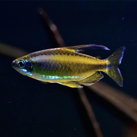 Blue Eyed Congo Tetra - Cá Congo Vàng Mắt Xanh