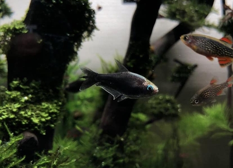 Black Emperor Tetra - Cá Neon Hoàng Đế Đen