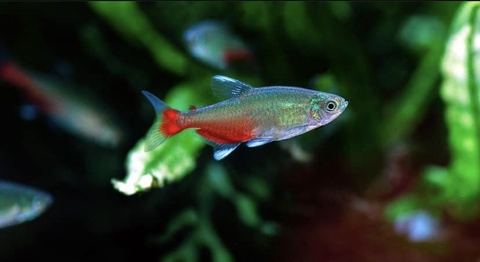 Green Fire Tetra