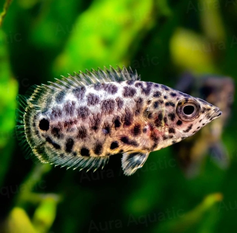 Leopard Gourami - Sặc Da Báo