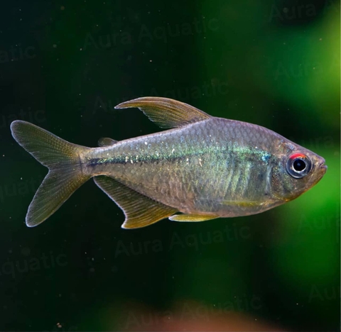 Diamond Tetra