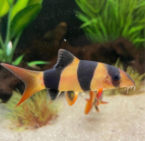 Clown Loach - Cá Chuột Mỹ