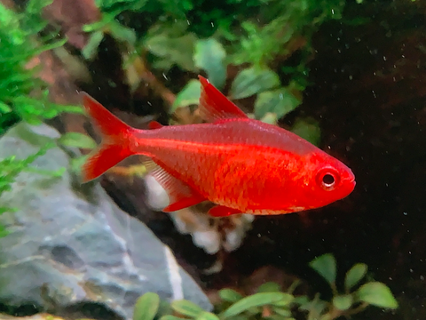 Red Cherry Tetra