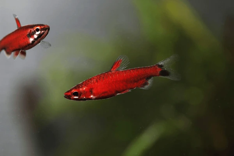 Bút Chì Amaya - Nannostomus sp. Rio Amaya