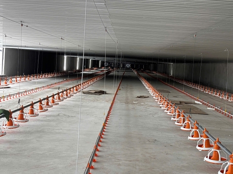 ĐƯỜNG ĂN UỐNG TỰ ĐỘNG TRẠI GÀ THỊT