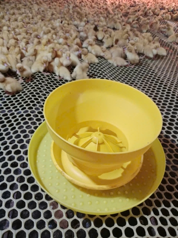 Bộ máng ăn cho gà vịt con dạng lẩu 2 bộ phận liên kết
