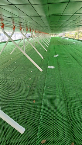 ĐƯỜNG ĂN TỰ ĐỘNG DÀNH CHO VỊT