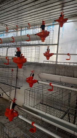 HỆ THỐNG LỒNG GÀ ĐẺ DẠNG TẦNG ĂN UỐNG TỰ ĐỘNG