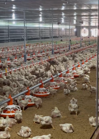 ĐƯỜNG ĂN TỰ ĐỘNG TRẠI GÀ 12X60M VỚI 3 ĐƯỜNG ĂN TRONG TRẠI CÙNG BỒN HOBBER Ở NHÀ CÁM