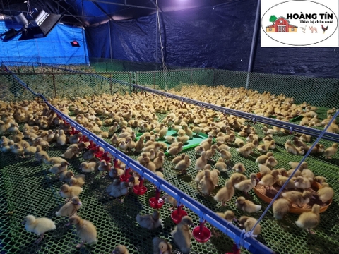 cốc uống nước tự động cho vịt ngan con, vịt úm