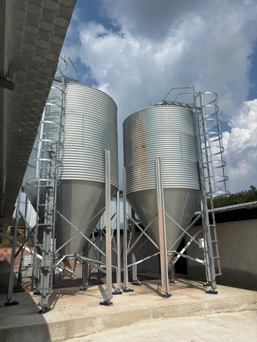ĐƯỜNG TRUNG CHUYỂN CÁM TỪ BỒN SILO VÀ BÊN TRONG TRẠI GÀ DÀI 19M