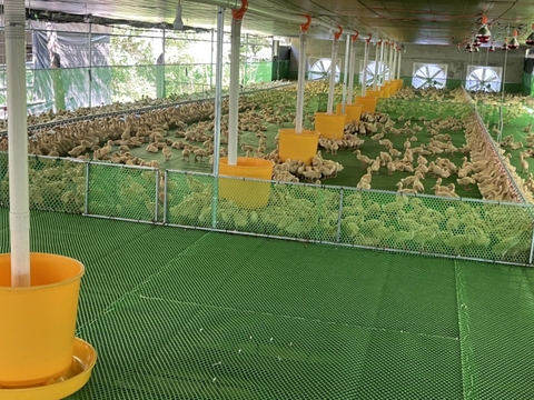 COMBO 10 MÁNG ĂN CHO VỊT , MÁNG NHỰA VÀNG 40KG