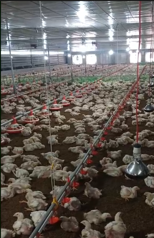 ĐƯỜNG ĂN TỰ ĐỘNG TRẠI GÀ 12X60M VỚI 3 ĐƯỜNG ĂN TRONG TRẠI CÙNG BỒN HOBBER Ở NHÀ CÁM
