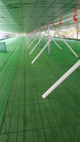 ĐƯỜNG ĂN TỰ ĐỘNG DÀNH CHO VỊT
