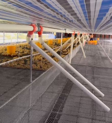 ĐƯỜNG ĂN TỰ ĐỘNG DÀNH CHO VỊT