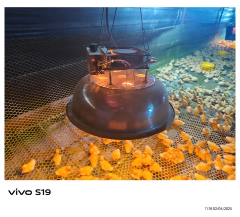 Đèn úm bằng điện công suất 1200 w  - ÚM ĐỀU NHIỆT, CON GIỐNG KHOẺ, CHĂN NUÔI HIỆU QUẢ!