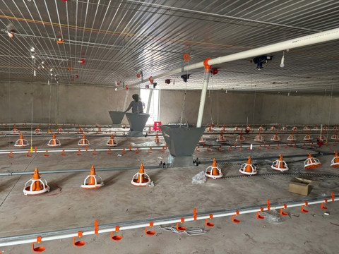 ĐƯỜNG TRUNG CHUYỂN CÁM TỪ BỒN SILO VÀ BÊN TRONG TRẠI GÀ DÀI 19M