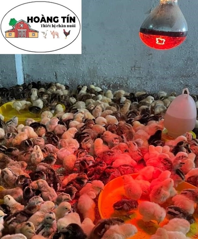 1 THÙNG 10 Bóng đèn sưởi interheat 175W