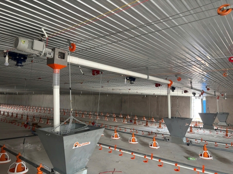 ĐƯỜNG TRUNG CHUYỂN CÁM TỪ BỒN SILO VÀ BÊN TRONG TRẠI GÀ DÀI 19M