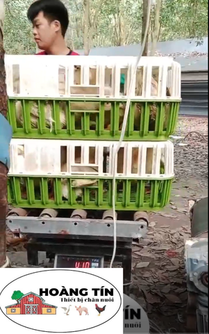 BĂNG TẢI BẮT VỊT 3M, BẮT NHANH BẮT GỌN, TIẾT KIỆM CÔNG SỨC VÀ NHÂN CÔNG