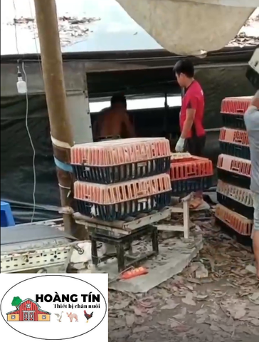 BĂNG TẢI BẮT VỊT 3M, BẮT NHANH BẮT GỌN, TIẾT KIỆM CÔNG SỨC VÀ NHÂN CÔNG