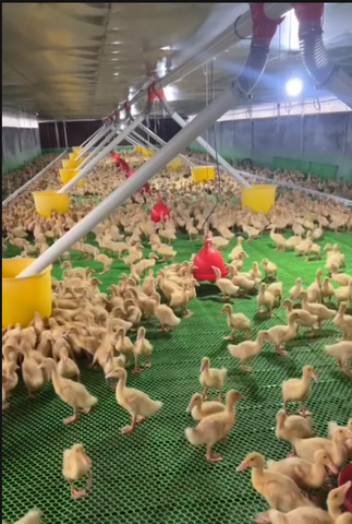 ĐƯỜNG ĂN TỰ ĐỘNG DÀNH CHO VỊT 1 ĐỘNG CƠ CHẠY THẲNG
