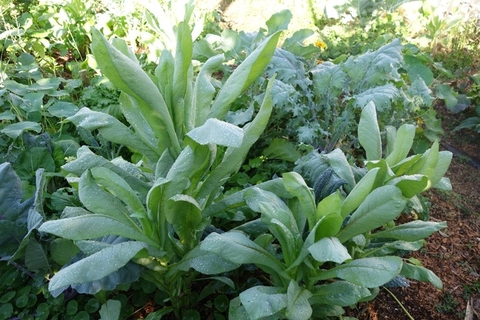 Ngăn Ngừa Nhiễm Trùng Đường Tiết Niệu Bằng Bồ Công Anh Có Tại Vườn Nhà