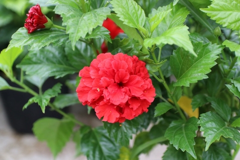 Giải Pháp Tự Nhiên Giải Nhiệt và Lợi Tiểu Từ Cây Dâm Bụt