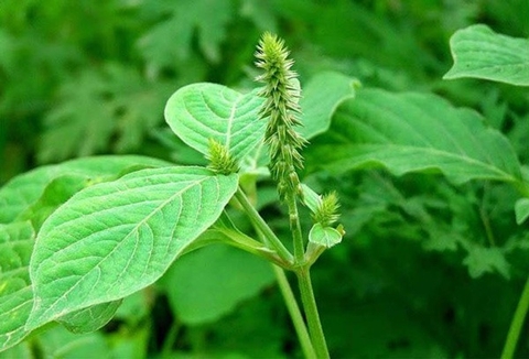 Chữa Tiêu Chảy Bằng Giải Pháp Tự Nhiên Từ Cây Ngưu Tất