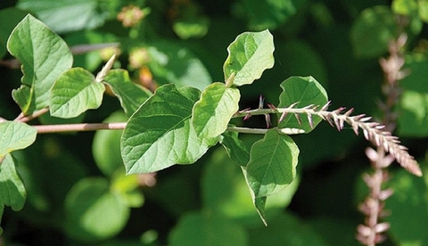 Hỗ Trợ Chức Năng Gan Hiệu Quả Từ Cây Ngưu Tất