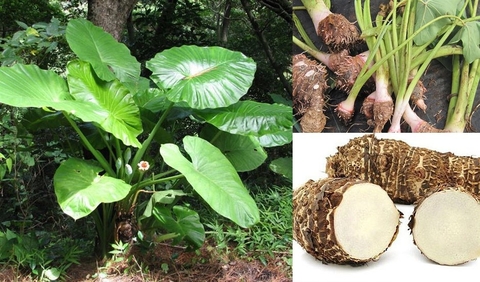 Củ Ráy Công Dụng , Lợi Ích Đối Với Sức Khoẻ