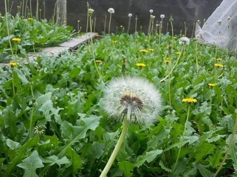 Đánh Bại Ung Thư với Bồ Công Anh: Sử Dụng và Lưu Ý