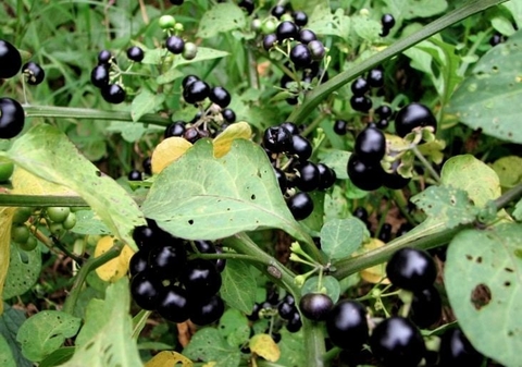 Cây Lù Lù Đực : Lợi Ích Đối Với Sức Khỏe